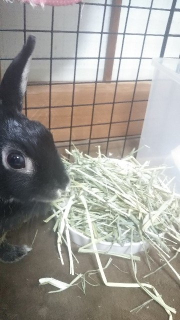 f:id:rabbit_runa:20190328125322j:plain f:id:rabbit_runa:20190328125322j:plain