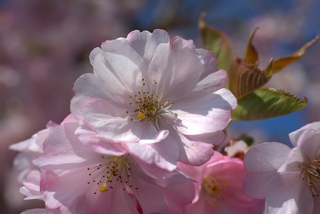 f:id:rabbitcommunication:20190415222518j:plain f:id:rabbitcommunication:20190415222518j:plain