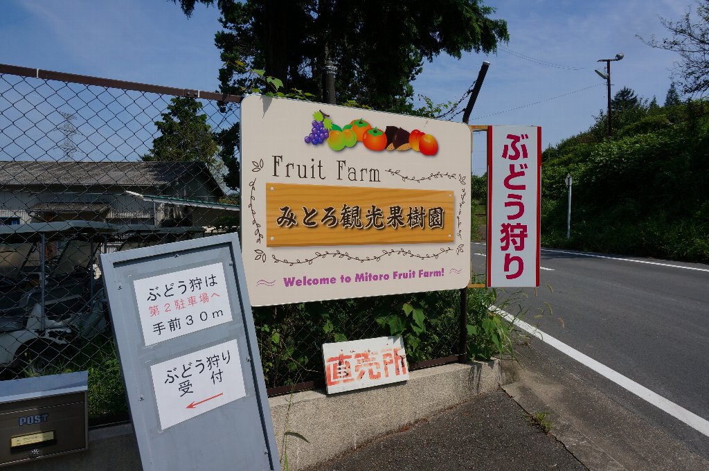夏のブドウ狩りでブドウを食べすぎる レオの趣味生活 加古川ガレージ日誌