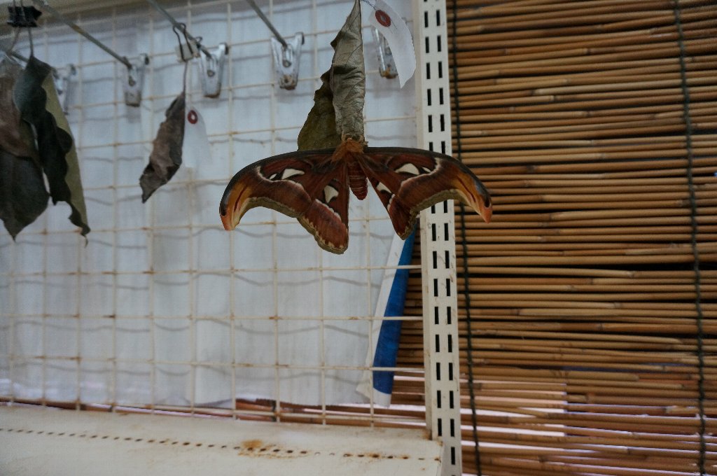 f:id:rabbits301:20190904214835j:plain f:id:rabbits301:20190904214835j:plain