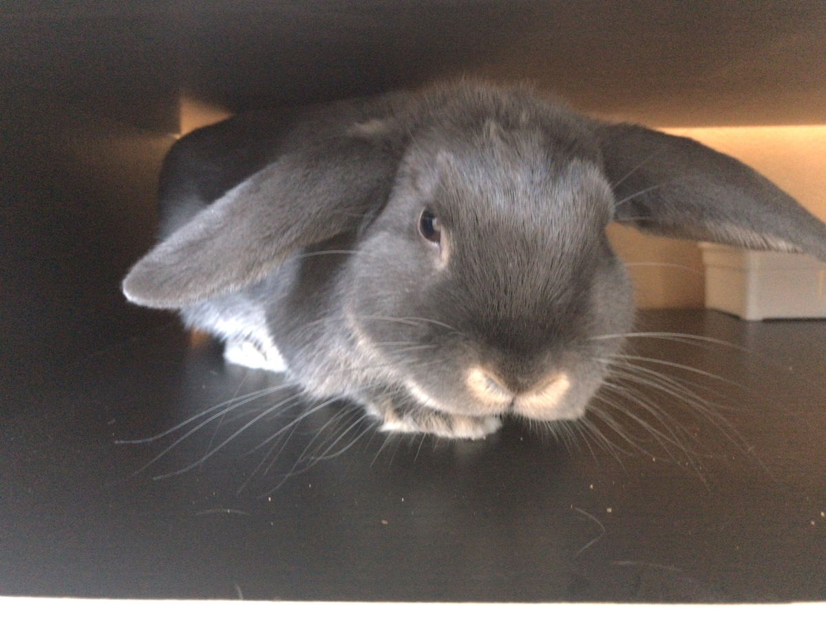 f:id:rabbittail-ko:20200509143612j:plain