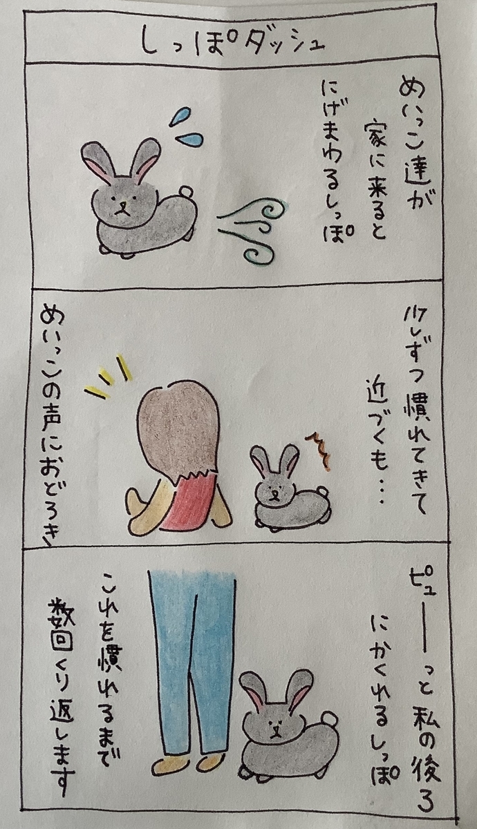 f:id:rabbittail-ko:20200509144413j:plain