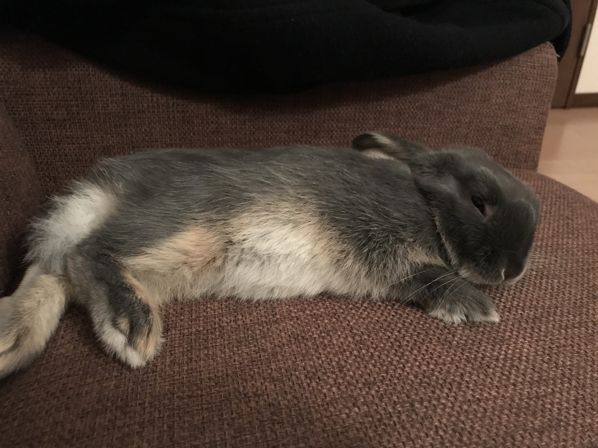 f:id:rabbittail-ko:20200513104800j:plain