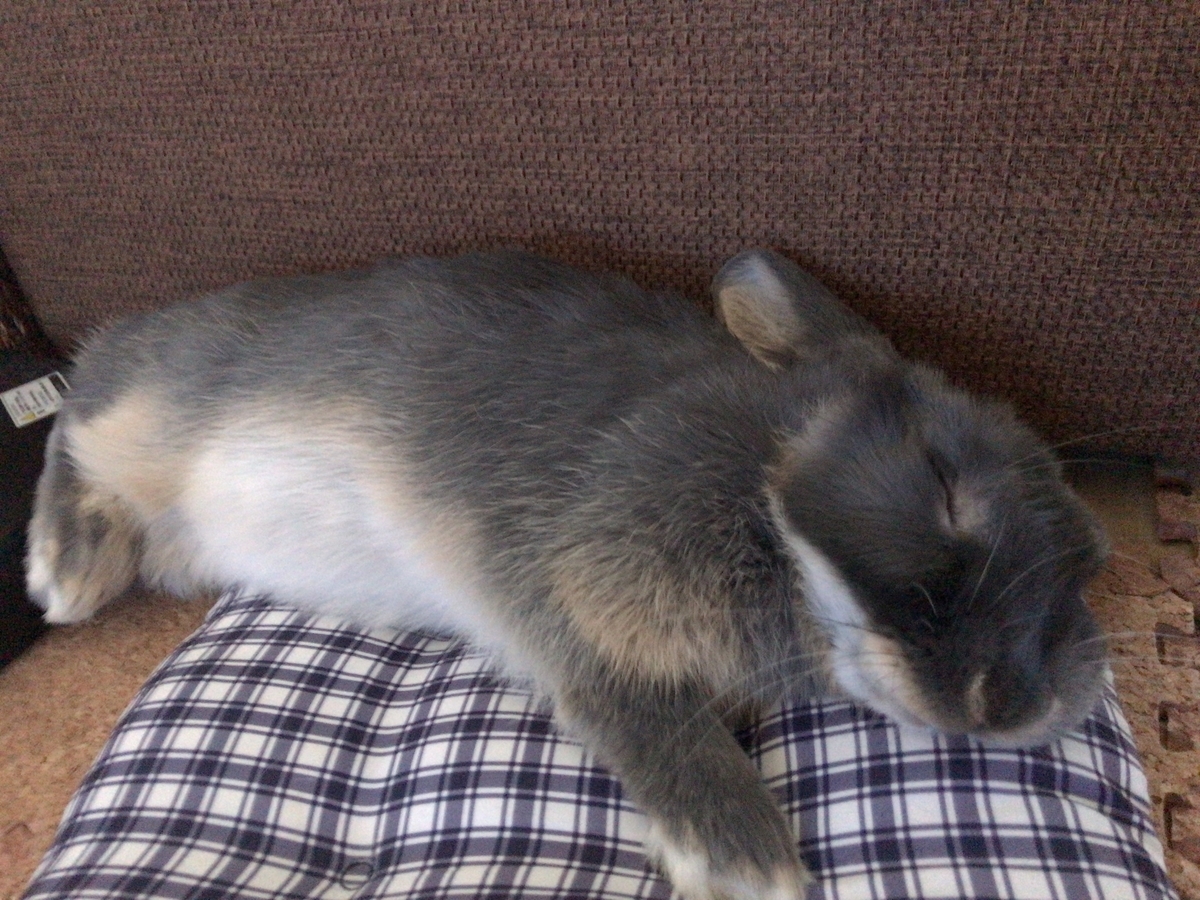 f:id:rabbittail-ko:20200521190200j:plain