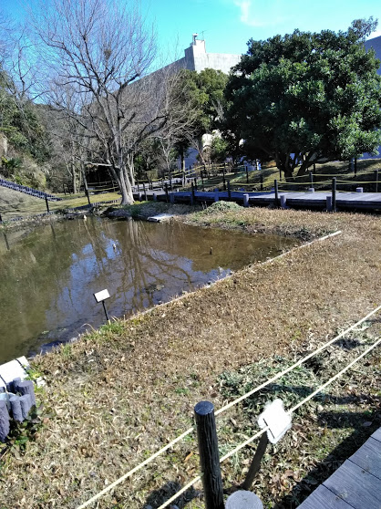 追浜 トンボの王国に行ってきた 横須賀 子連れ 遊び場 らびちょこのちょっと得する子育てブログ