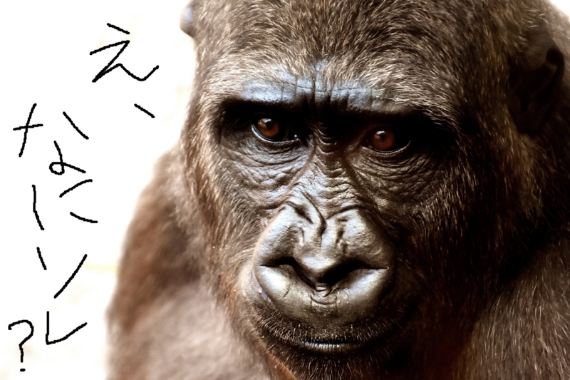 f:id:rabitmask:20170907124216j:plain