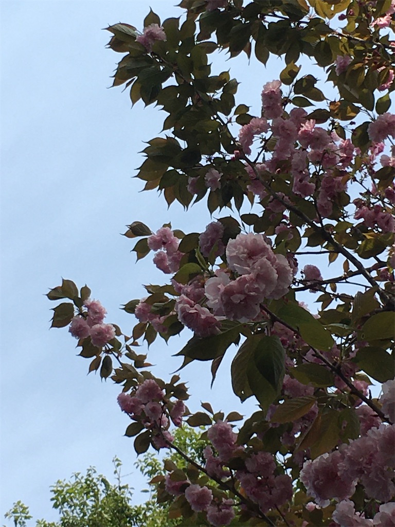 f:id:raccoon5:20210410144434j:image f:id:raccoon5:20210410144434j:image