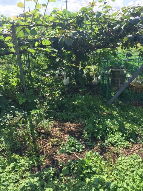 f:id:radiance-evolve:20170915122759j:plain f:id:radiance-evolve:20170915122759j:plain