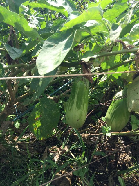 f:id:radiance-evolve:20170915124134j:plain f:id:radiance-evolve:20170915124134j:plain