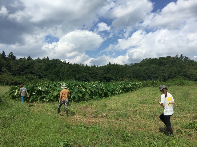 f:id:radiance-evolve:20170915124201j:plain f:id:radiance-evolve:20170915124201j:plain