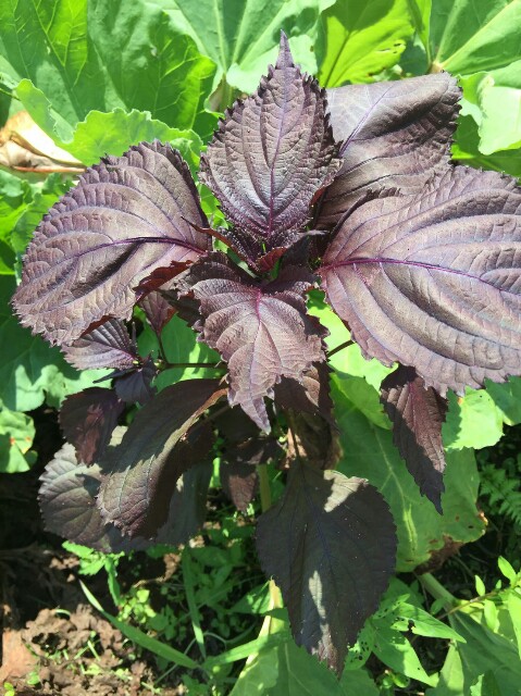 f:id:radiance-evolve:20170915131838j:image f:id:radiance-evolve:20170915131838j:image