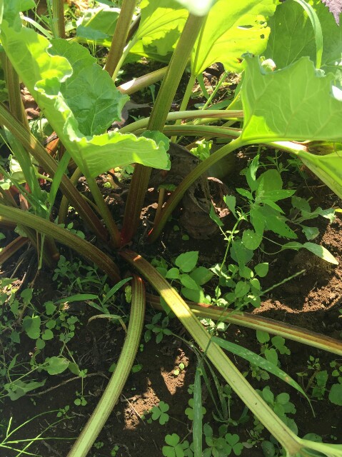 f:id:radiance-evolve:20170915131851j:plain f:id:radiance-evolve:20170915131851j:plain