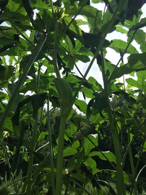 f:id:radiance-evolve:20170915133734j:plain f:id:radiance-evolve:20170915133734j:plain