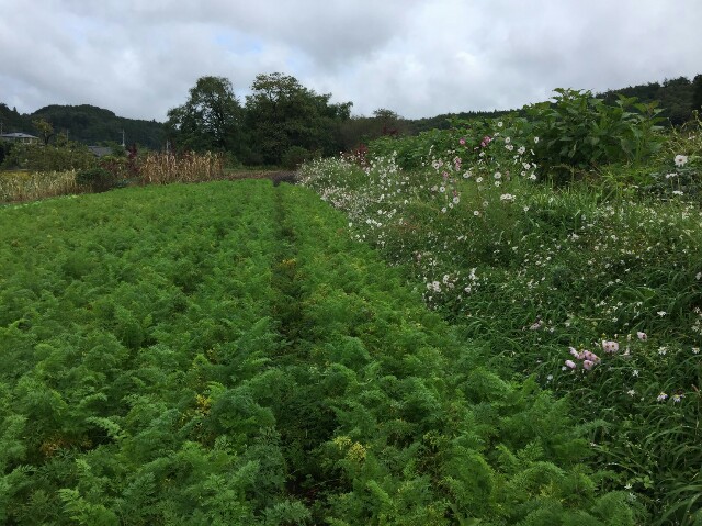 f:id:radiance-evolve:20171018115043j:plain