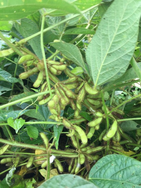 f:id:radiance-evolve:20171018120356j:plain