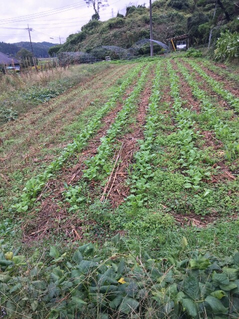 f:id:radiance-evolve:20171018121425j:plain