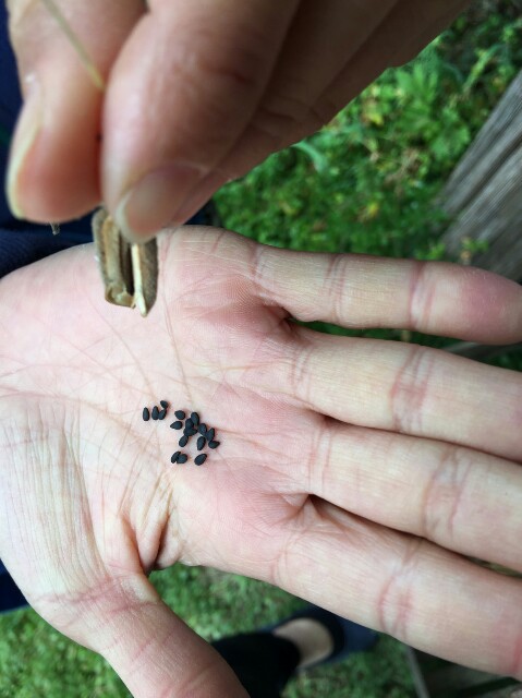 f:id:radiance-evolve:20171018121435j:plain