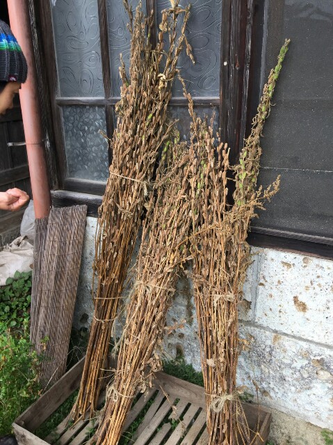 f:id:radiance-evolve:20171018121445j:plain