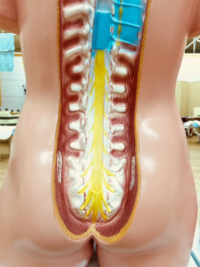 f:id:radiance-evolve:20180726080230j:image