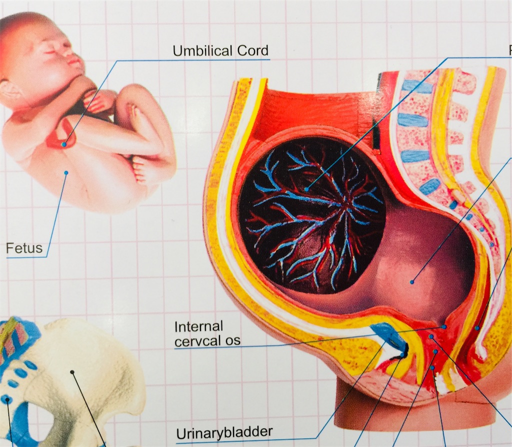 f:id:radiance-evolve:20190403094429j:image f:id:radiance-evolve:20190403094429j:image