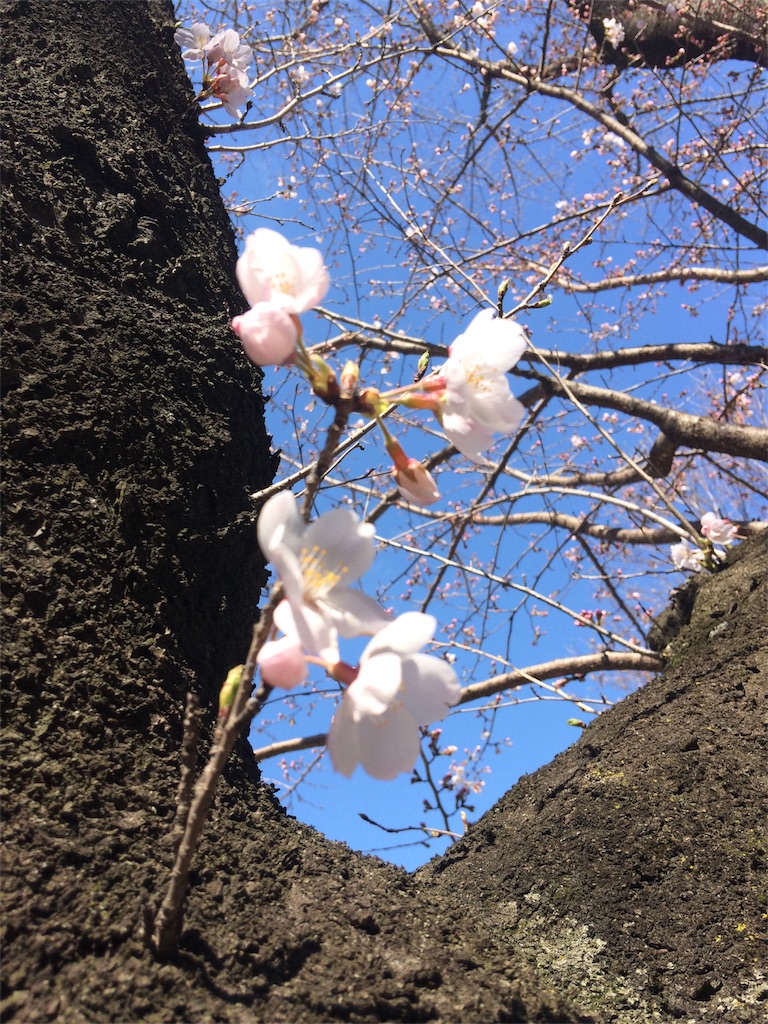 f:id:radin:20190324184342j:image