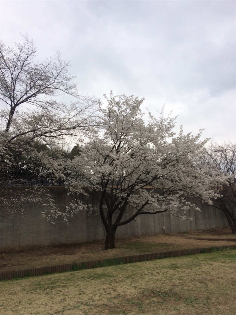 f:id:radin:20190402175234j:image