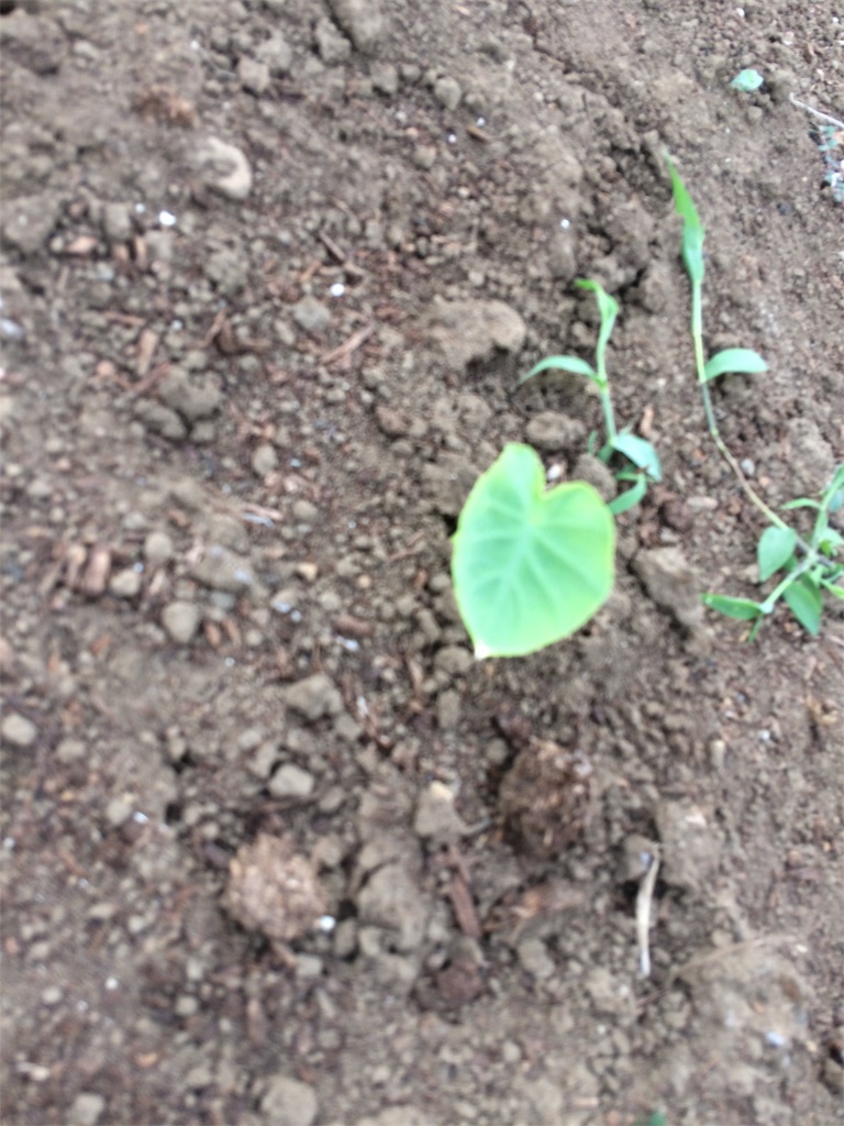 f:id:radin:20190603094917j:image f:id:radin:20190603094917j:image