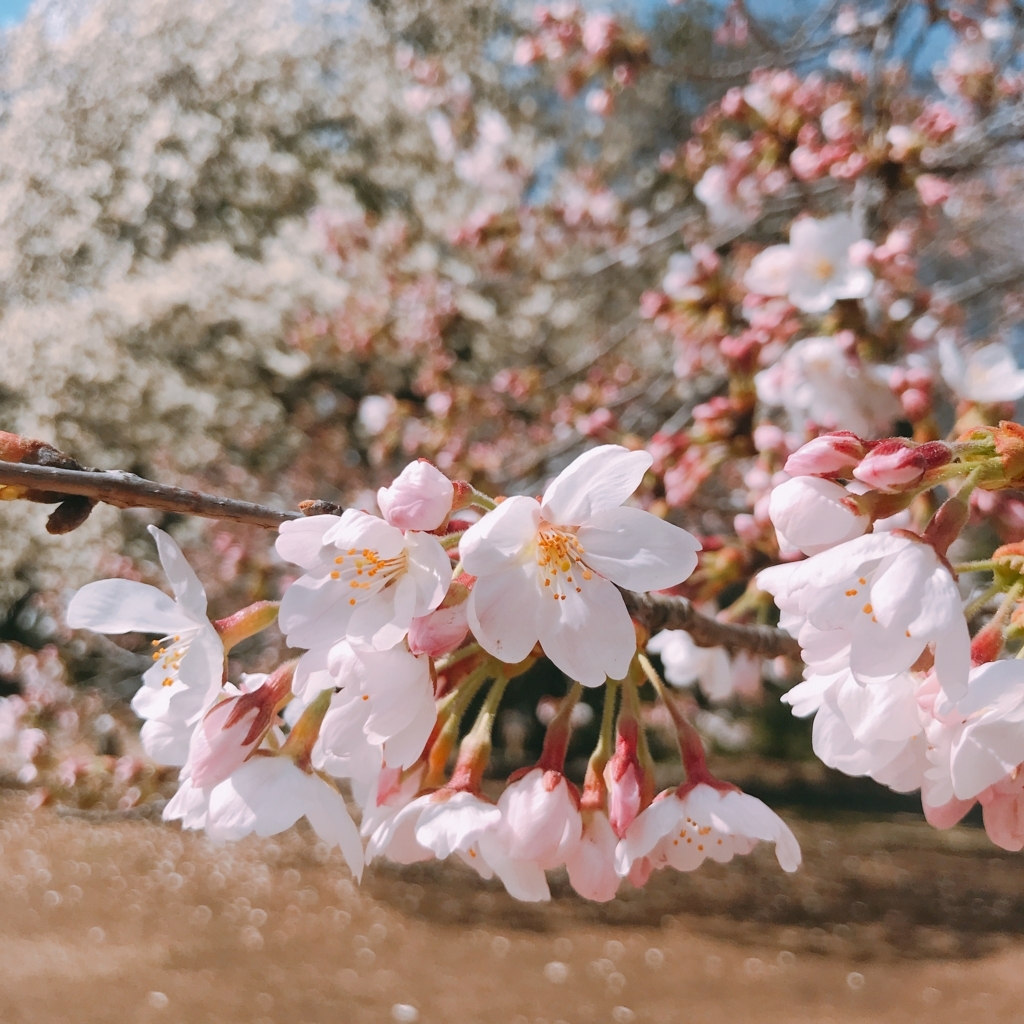 f:id:radiumoon:20180329003056j:plain f:id:radiumoon:20180329003056j:plain