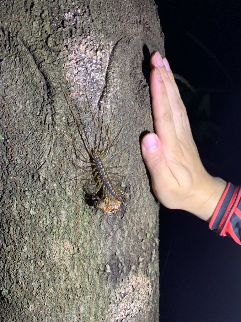 f:id:radoban:20190716180332j:image f:id:radoban:20190716180332j:image