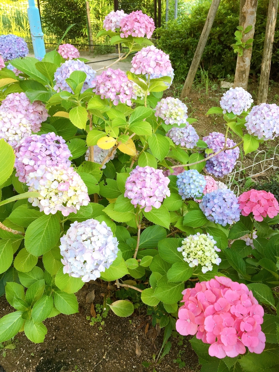 f:id:rafurafudou:20200701003129j:plain