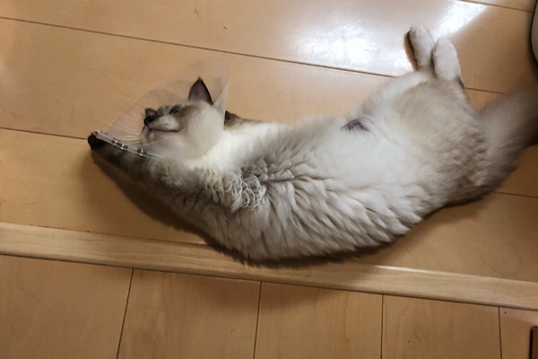 f:id:ragdoooll:20190810134120j:plain f:id:ragdoooll:20190810134120j:plain
