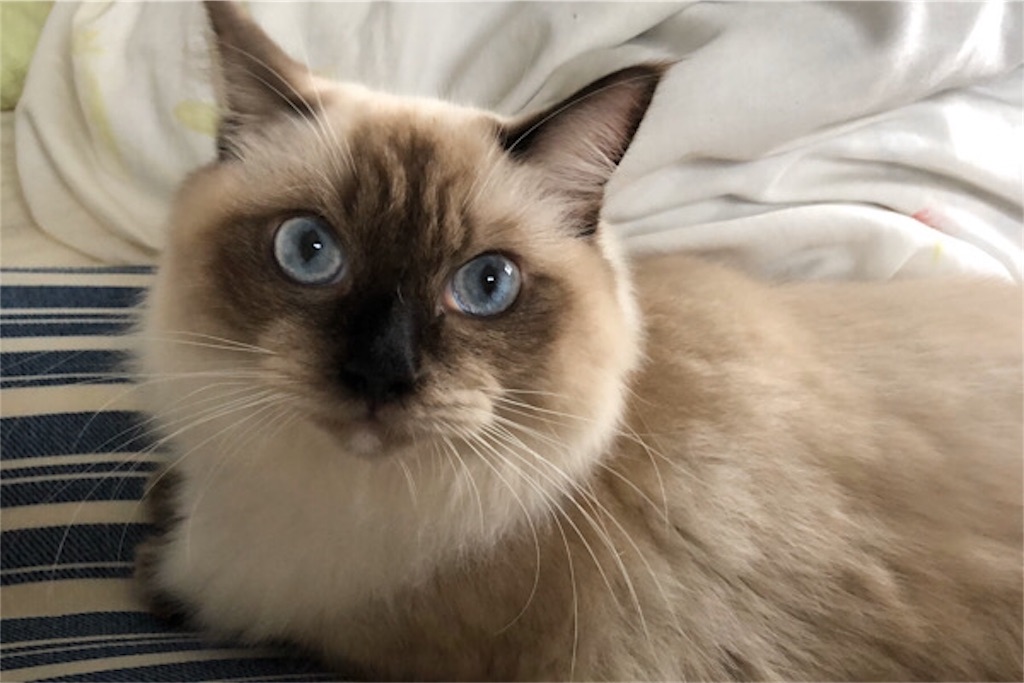 f:id:ragdoooll:20191027120303j:image