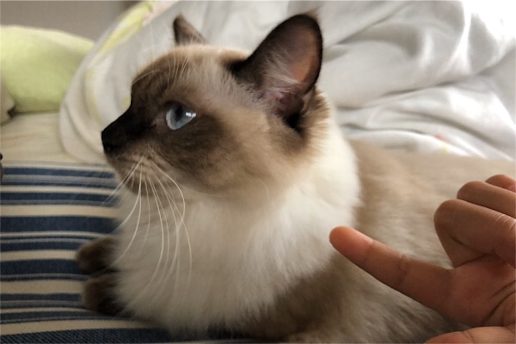 f:id:ragdoooll:20191027133158j:image