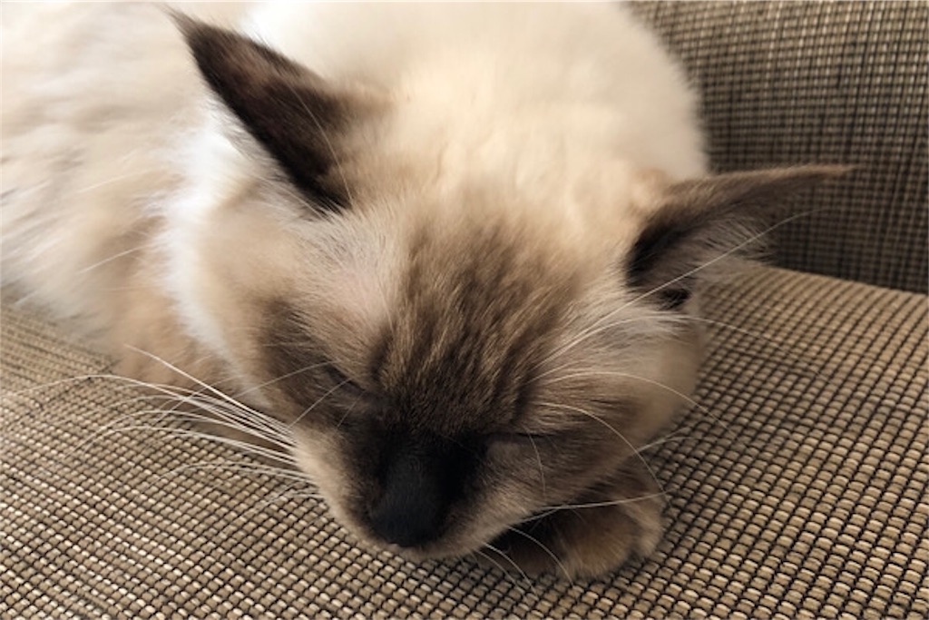 f:id:ragdoooll:20191027133224j:image