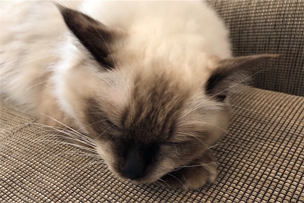 f:id:ragdoooll:20191030204025j:image