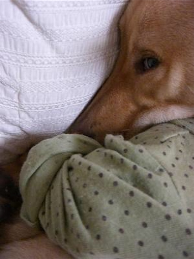 f:id:raguri:20201216000734j:image