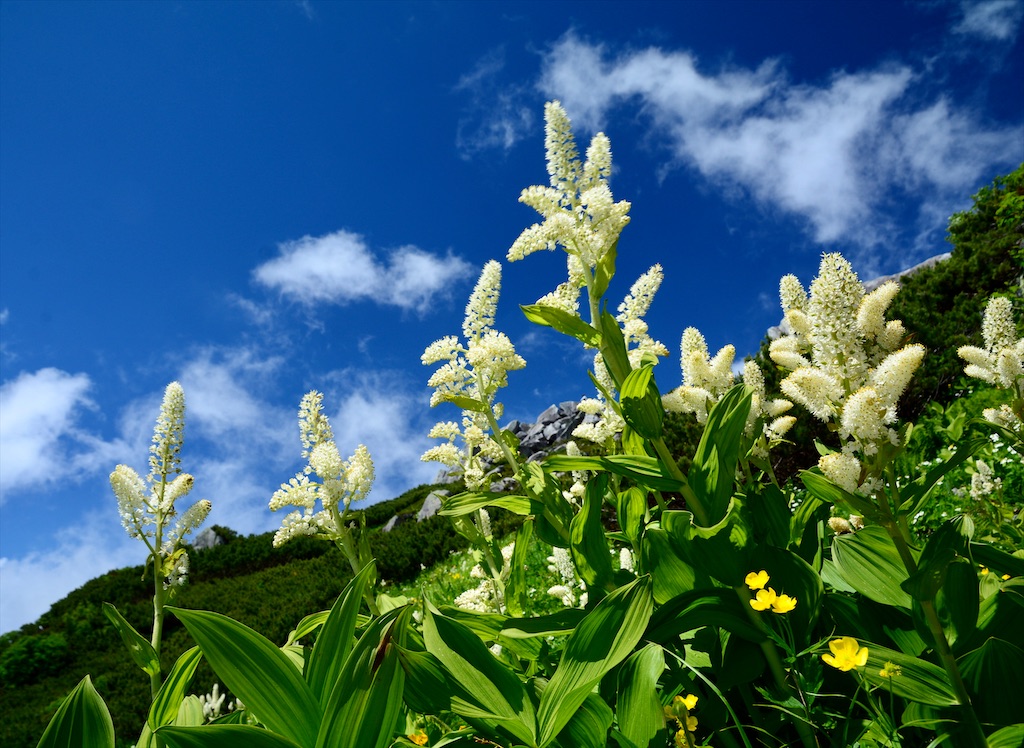 f:id:rai_chicken:20210731155653j:image f:id:rai_chicken:20210731155653j:image
