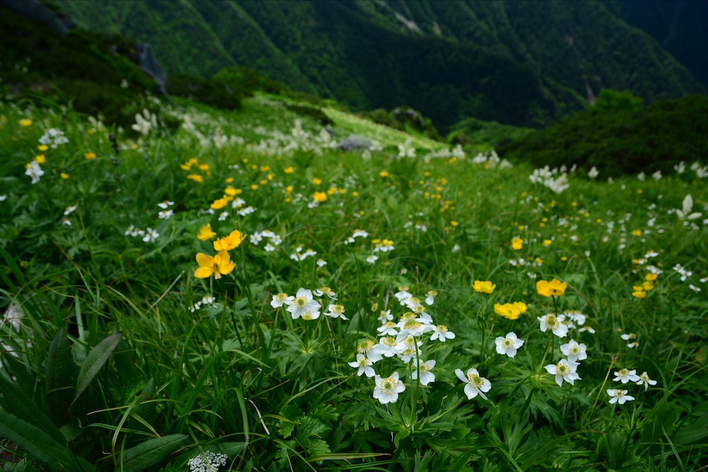 f:id:rai_chicken:20210731155830j:image f:id:rai_chicken:20210731155830j:image