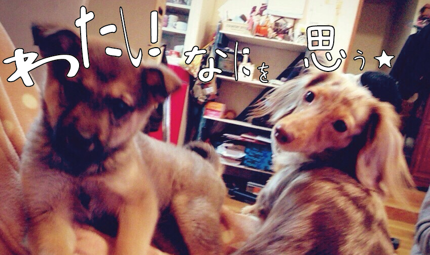 f:id:raiannka:20161014170235p:plain f:id:raiannka:20161014170235p:plain