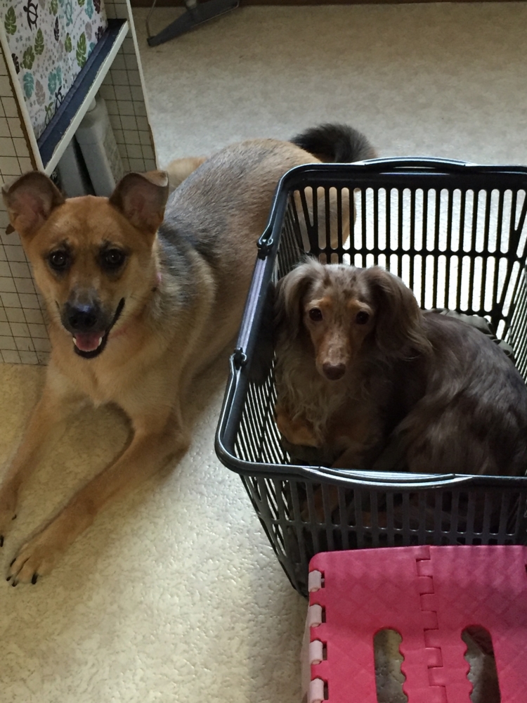 f:id:raiannka:20161026205548j:plain f:id:raiannka:20161026205548j:plain