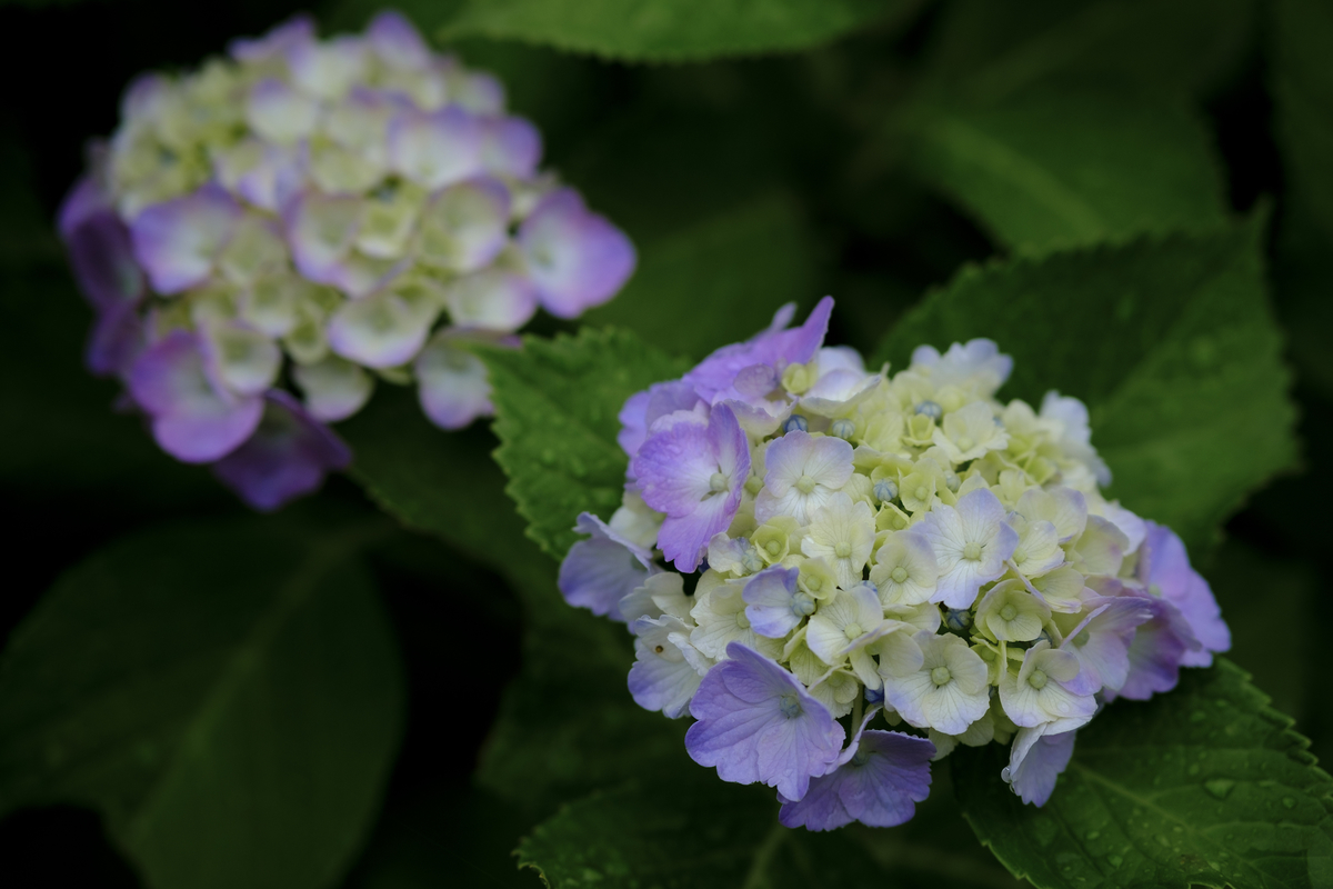 f:id:raich_foto:20200630230241j:plain f:id:raich_foto:20200630230241j:plain