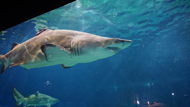 f:id:raichishark:20200413130414j:image f:id:raichishark:20200413130414j:image