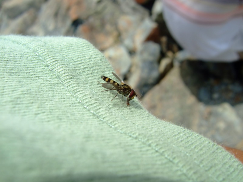 f:id:raicho_blog:20090819105534j:image