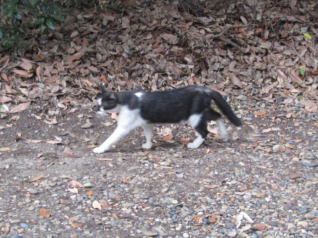 f:id:raiden555:20181201115408j:image