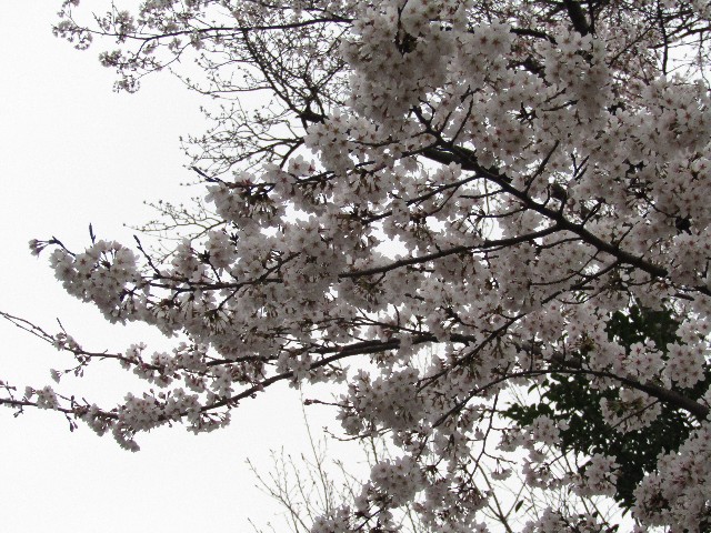 f:id:raiden555:20190604015712j:image