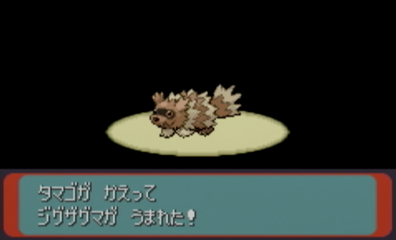 ジグザグマ孵化