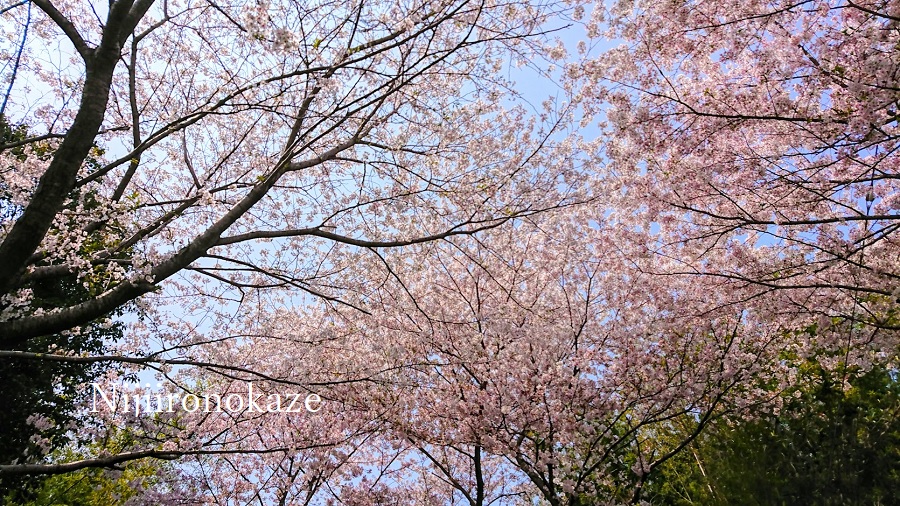 f:id:rainbow-wind:20200408124835j:plain f:id:rainbow-wind:20200408124835j:plain