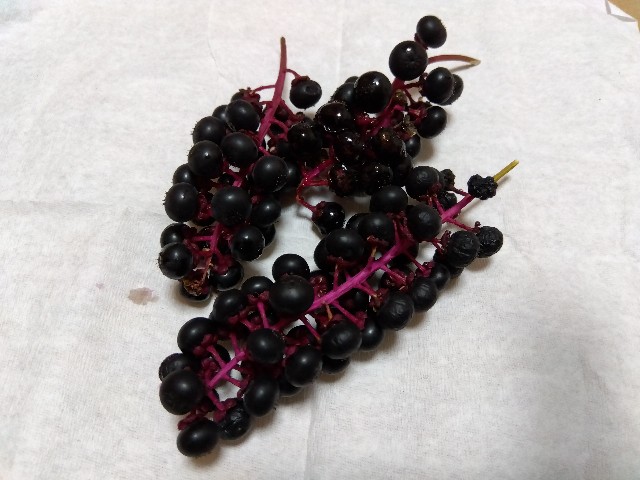 f:id:rainbow_peak:20251030204723j:image