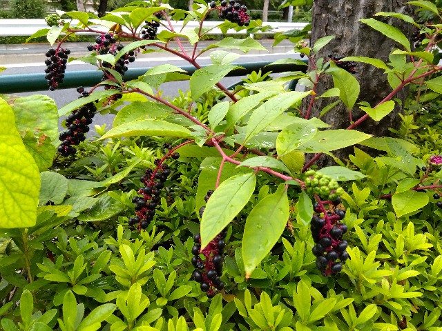 f:id:rainbow_peak:20251030231541j:image