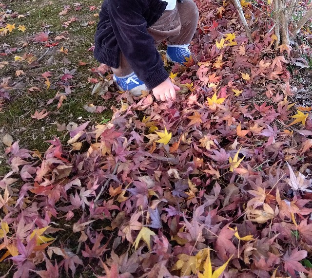 f:id:rainbow_peak:20251109083928j:image